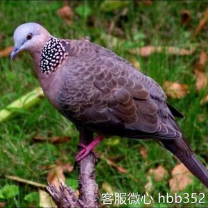 声音内存卡欣赏斑鸠声音白虎纹虎斑山朱静鸽鸠鸽子青年种公母观赏