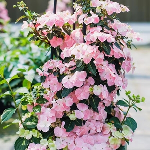 秌里 落跑新娘盆栽植物藤本绣球花卉阳台花园庭院八仙花耐寒易活