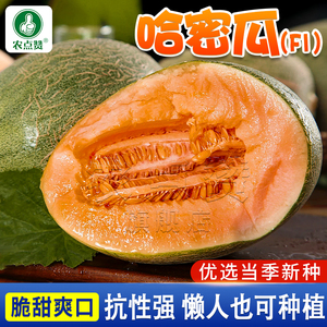 新疆哈密瓜种子香甜脆水果哈密瓜种籽网纹绿色哈密瓜香瓜甜瓜种子