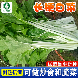 夏耐热高杆白菜种籽白杆菜籽长梗菜种子高脚小白菜咸腌菜蔬菜种孑