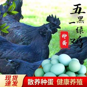 受精率高可孵化小鸡乌骨鸡纯种绿皮壳土鸡蛋五黑一绿鸡种蛋受精蛋
