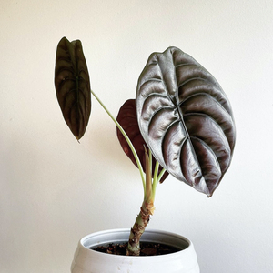 lumiere觅光|铜叶海芋ins小众绿植网红室内盆栽