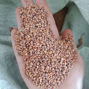 大红萝卜种子食用大红萝卜种子中药用红萝卜籽菜籽芽苗菜 芽菜