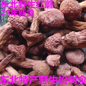 红蘑菇松树伞东北特产野生蘑菇肉蘑菇蘑菇小松蘑新鲜干货250g包邮