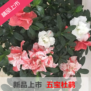 000人付款淘宝新宝杜鹃花盆栽一树多色青锦旗四季开