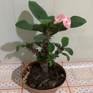 虎刺梅盆栽大花老桩大叶大花麒麟花铁海棠老虎刺四季开花耐旱植物