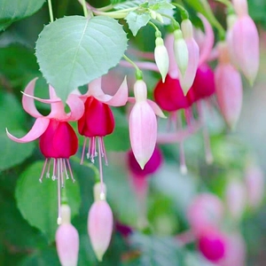 宝莲灯花带花苞重瓣倒挂金钟盆栽花苗室内绿植灯笼花盆栽苗四季开