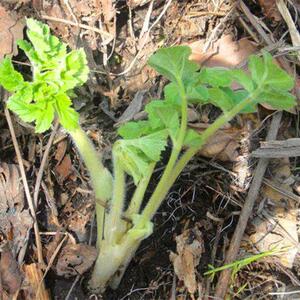 老山芹种子野生东北牛防风山野菜种南北方庭院盆栽山菜籽易活