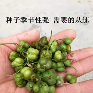 正宗药材黄精种子鸡头黄精多花 老虎姜鸡爪参爪子参黄鸡菜种子