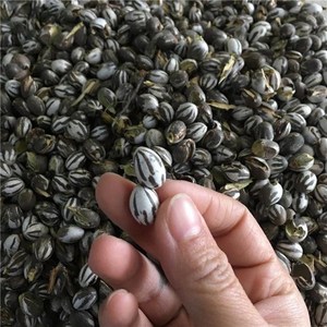 东北特产野生新鲜杨拉罐洋辣子虫洋拉壳蛋刺蛾羊喇杨拉子鸟食