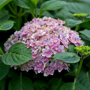 知春园艺 辉夜姬新品大花绣球多年生花园庭院阳台花卉植物盆栽苗