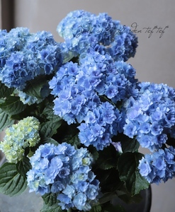 【你我一起绣球】你我一起绣球品牌,价格 - 阿里巴巴