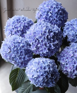 知春园艺 沙龙列车新品大花绣球花园露台阳台盆栽花卉植物