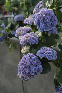 知春园艺 妖精之吻重瓣大花绣球可调蓝花园露台阳台盆栽花卉植物