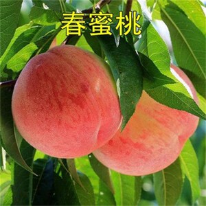 果树苗 春蜜桃树苗早熟桃春美 嫁接桃树苗南方北方种植当年结果苗