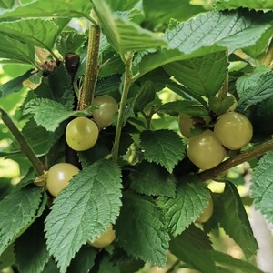 樱桃果树苗 美国进口嫁接樱桃苗白珍珠樱桃苗 盆栽白玉樱桃果树苗