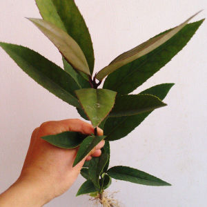 苦丁茶树苗苦丁茶苗 大叶小叶苦丁茶茶苗 苦丁茶树苗富丁茶正宗