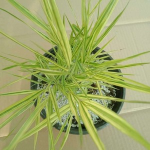 箱根草花叶金叶匍匐箱根草日本草黄金色箱根草多年生喷泉观赏宿根