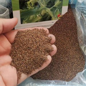 680人付款淘宝冰菜种子 冰草种子 新鲜蔬菜种子 凉拌特色蔬菜 台湾