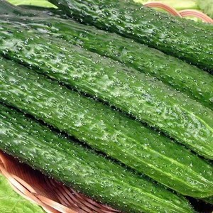 山东寿光新鲜蔬菜黄瓜带刺青瓜孕妇生吃水果无激素农家现摘发包邮