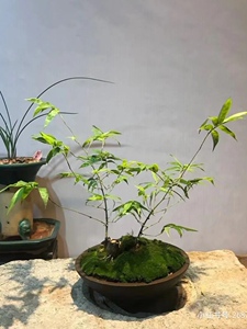 湛江小叶簕竹桩竹鞭竹根苗室内外勒竹子花园庭院绿植盆栽佛肚竹头