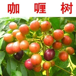 【咖喱树苗】咖喱树苗品牌,价格 - 阿里巴巴