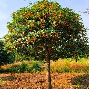 金桂花树苗桂花树苗丹桂状元红金桂四季桂庭院盆栽