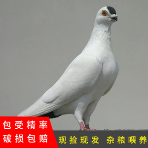精品扬州点子鸽种蛋大体北京点子鸽子可孵化受精蛋外系观赏鸟一对