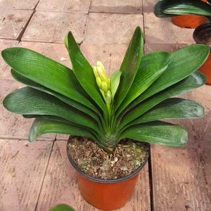 君子兰年底开花花期带花苞圆头宽叶室内盆栽花卉上箭大苗宽叶圆