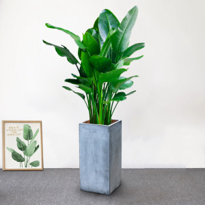 天堂鸟盆栽鹤望兰大型绿植客厅办公室内植物旅人蕉 上海花草世界