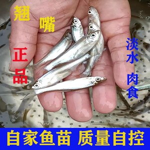翘嘴鱼苗鲜活正宗大白刁鱼苗小白条鱼重庆8-10厘米