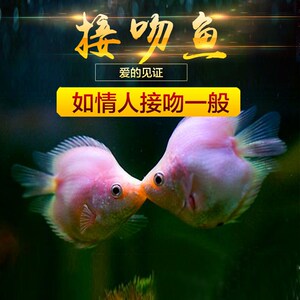 接吻鱼亲嘴鱼小型鱼淡水观赏鱼金鱼活体热带鱼养鱼活草缸鱼好养活