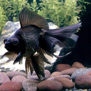 金鱼活体冷水观赏鱼锦鲤金鱼苗红狮龙睛泰狮兰寿淡水鱼小鱼包活