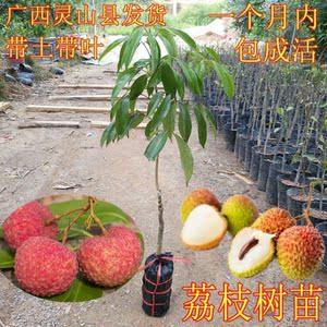 广西灵山发正宗荔枝嫁接苗冰荔 仙进奉天天发货 天天种好天天浇水