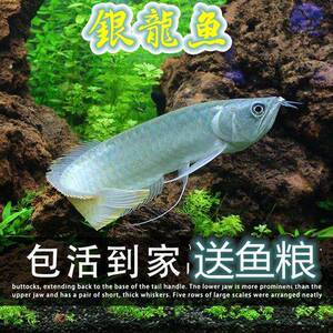 银龙鱼活体鱼苗热带观赏鱼淡水中大型风水鱼龙鱼水族招财鱼包邮