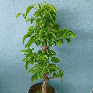 tb梨树盆栽带果发货新品种嫁接苗翠冠梨盆栽地栽矮化树苗当年结果