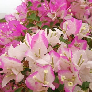 800人付款淘宝漫野花卉|三角梅口红扦插牙签苗新苗盆栽阳台庭院子开花