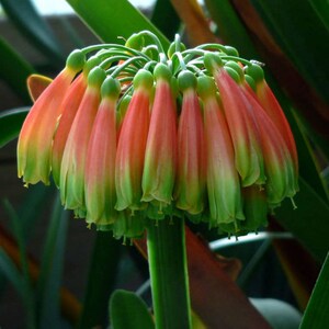 【买一送一】君子兰盆栽花苗开花室内四季花卉绿植年宵花易活好养