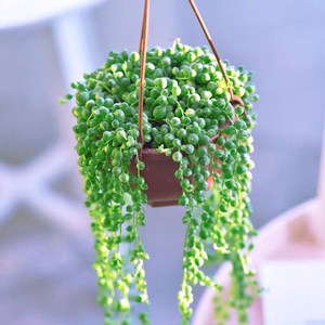 多肉吊盆爆盆垂珍珠吊兰情人泪带盆栽好室内办公室防辐射绿植