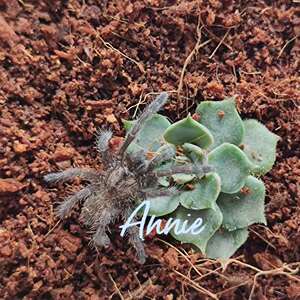 巴赫马地老虎宠物蜘蛛捕鸟蛛限量好价m