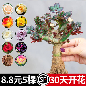 8.8元发5棵月季花苗四季开花玫瑰花树苗盆栽花卉植物室内花特大花