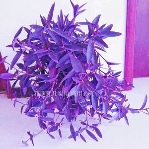 夏天好养室外室内花卉绿植盆载紫竹梅紫罗兰开花吊兰好养的植物