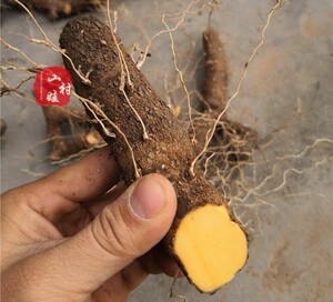 农村土特产野黄姜火藤根黄姜种盾叶薯蓣新鲜生火头根3斤装