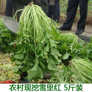 湖北宜昌冲菜野菜 雪菜 雪里红蔬菜青菜包邮新鲜野生腊菜雪里蕻