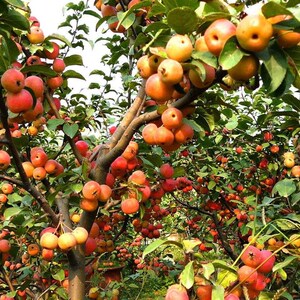 东红果盆景长寿果盆景红花北x美海棠果树苹树果耐冬红果盆景树桩