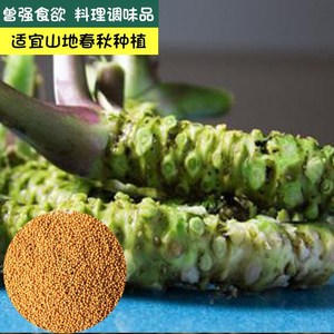 日本进口  山葵种子家庭阳台盆栽四季可播 辛辣食材调味材
