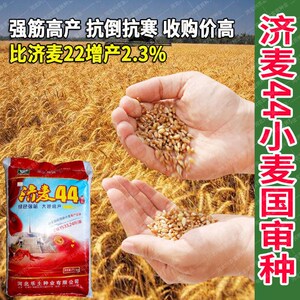 济麦44小麦种子国审高产抗倒耐旱大田冬小麦种籽收购价更高麦子孑