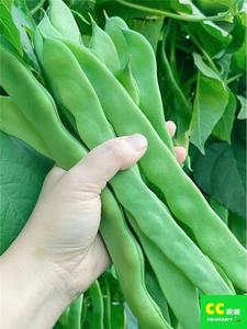 宽扁四季豆种子高产豆角青芸豆种籽四季庭院绿龙架豆蔬菜种子大全