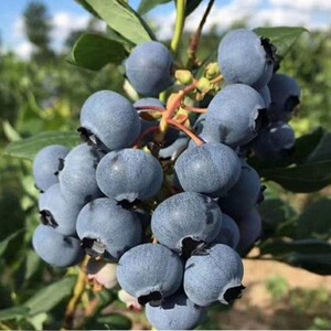 北村蓝莓树苗南北方种植半高丛蓝莓苗盆地栽蓝莓庭院阳台当年结果