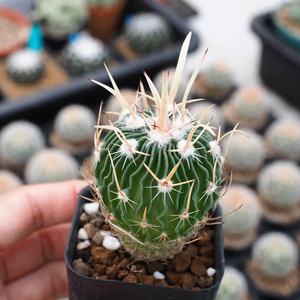 多棱球实生-淘宝拼多多热销多棱球实生货源拿货 - 阿里巴巴货源